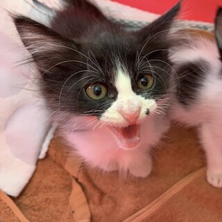 ふわふわ長毛の【コムくん】