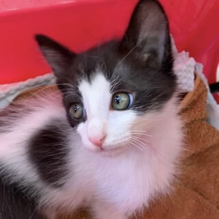 おっとり可愛い【ドットちゃん】