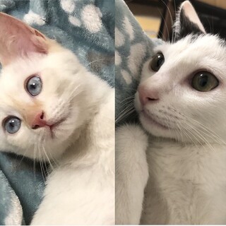 ラウ－ル＆蓮★美形兄弟子猫（3～4か月）人馴れ