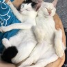 ラウ－ル＆蓮★美形兄弟子猫（3～4か月）人馴れ サムネイル3