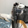 ラウ－ル＆蓮★美形兄弟子猫（3～4か月）人馴れ サムネイル5