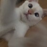 ラウ－ル＆蓮★美形兄弟子猫（3～4か月）人馴れ サムネイル6