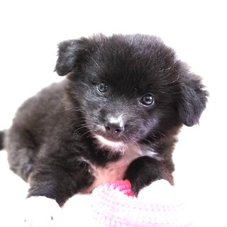 保健所からレスキュー子犬♀愛らしいリナちゃん