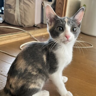 慎重派のパステル三毛ちゃん