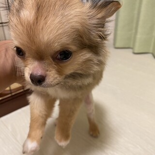 チワワの子犬