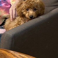 ティム