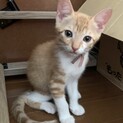 キュートなお顔で甘えます❤️茶白女子きなこ