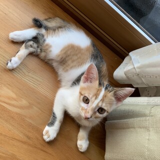 甘え上手な三毛猫女子ももちゃん