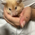 ゴールデンハムスターロングヘヤー