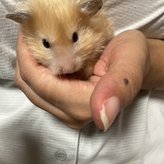 ゴールデンハムスターロングヘヤー