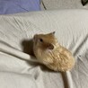 ゴールデンハムスターロングヘヤー サムネイル2