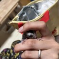 一旦ご応募ストップしてます。