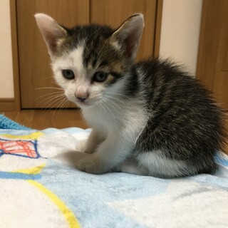 7月4日生まれ白サバの男の子