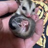 ゆいmama