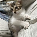 3～4ヶ月のキジトラ美にゃんこ