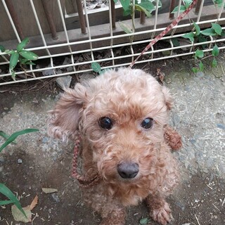 プードル　6歳　女の子　ミミちゃん