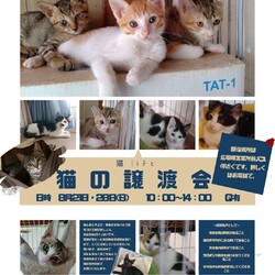 保護ねこ☆小さな譲渡会