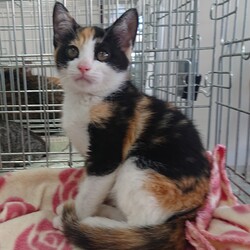 保護ねこ☆小さな譲渡会 サムネイル2