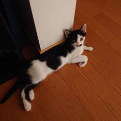 保護ねこ☆小さな譲渡会 サムネイル3