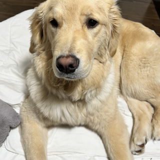 ゴールデンレトリバーとアメコカ同時募集＜再募集＞