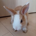 仔ミニウサギ(R4,6)３ヶ月①