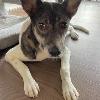 とってもキューとなロイの家族を探してます。