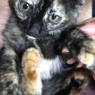 4色柄？さび柄？トライアル中