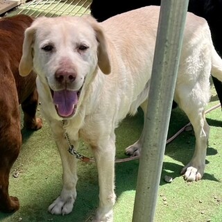 22-W372 利口過ぎるラブさん♪