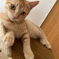 里親様決定しました。