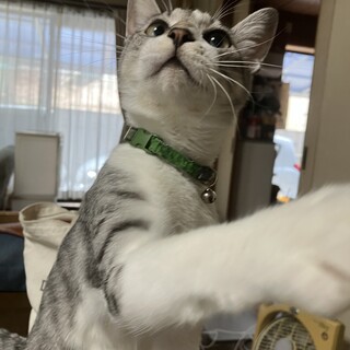 やんちゃで甘えん坊のオスのグレちゃん