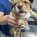 オス0.５ヶ月〜グレー〜募集停止
