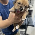 メス0.５ヶ月〜ピンク〜募集停止