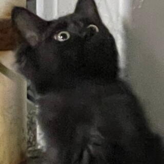 かわいいクロちゃん