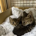 かわいいキジトラの子猫