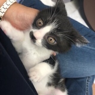 チャーミングな白黒子猫のチャップリン！ 