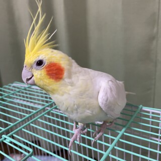 オカメインコ　ルチノー　