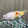 オカメインコ　ルチノー　 サムネイル2