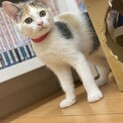 【三ヶ月♀】三毛猫　ユリアちゃん