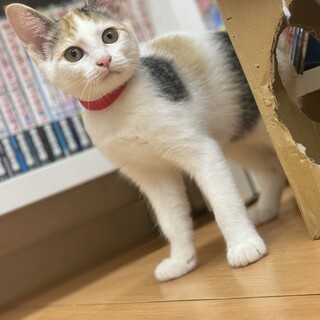 【三ヶ月♀】三毛猫　ユリアちゃん