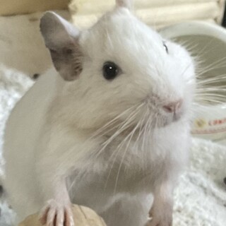 デグーの里親になってください。