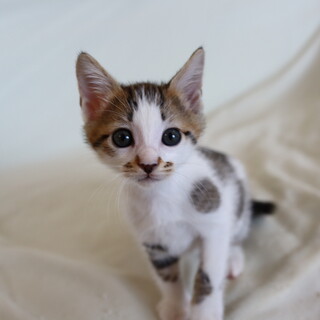 コロコロで愛嬌たっぷりな女の子