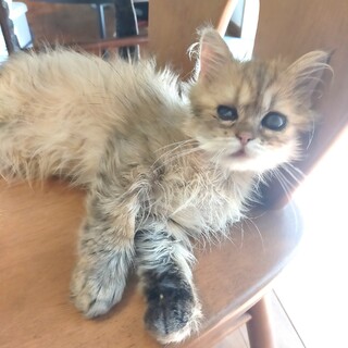 ゴージャスでかわいいチンチラゴールデンのポコちゃん