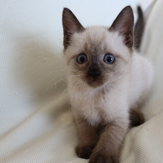 シャムミックスブルーアイの男の子