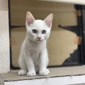 【５ヶ月♂】シャムミックス　ラオウ君