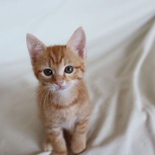 丸顔がカワイイ茶トラくん