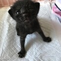 小さい子猫ちゃん