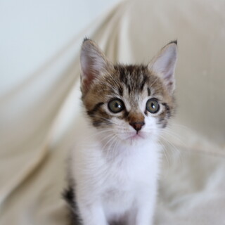 オメメぱっちり美形男子のキジ白くん