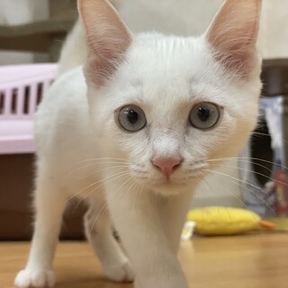 【５ヶ月♂】ケンシロウくん