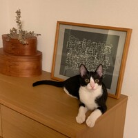 橘たび