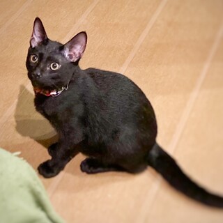イケメンな黒くん